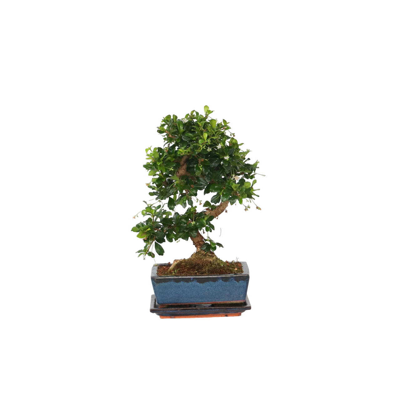 Itämainen teespuu - Carmona microphylla - Korkeus 25-30 cm - ⌀20 cm