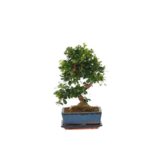 Itämainen teespuu - Carmona microphylla - Korkeus 25-30 cm - ⌀20 cm