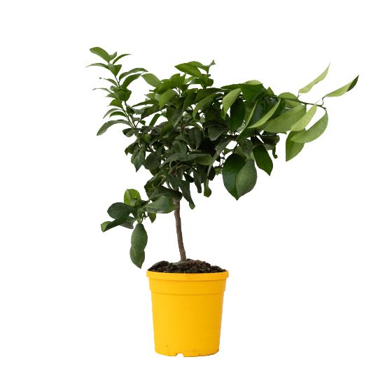 Sitruunapuu - Citrus limon - Korkeus 60-70 cm - ⌀19 cm