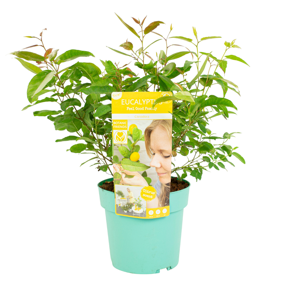 Eukalyptus - Eucalyptus 'Citriodora' - Korkeus 40-50cm - ⌀19cm