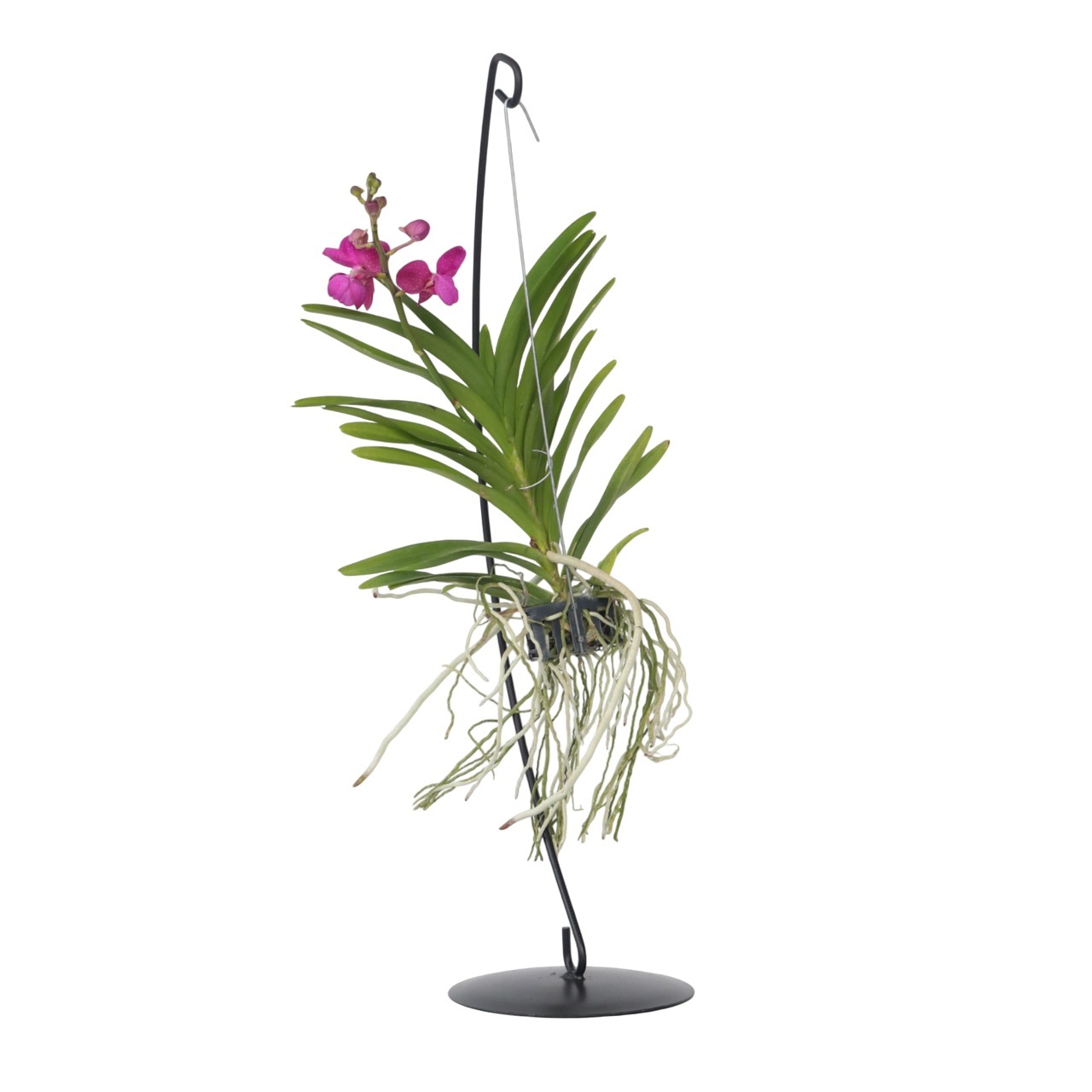 Vanda-orvokki - Vanda 'Pink' - Korkeus 45-55cm