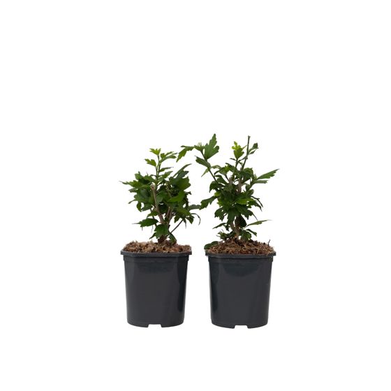 Ruusu alppiruusu - 2 kpl. - Hibiscus 'Woodbridge' - Korkeus 25-40cm - ⌀17cm