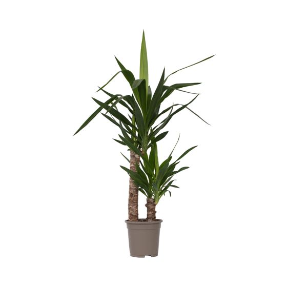 Jukkapalmu - Yucca elephantipes - Korkeus 70-80cm - ⌀17cm