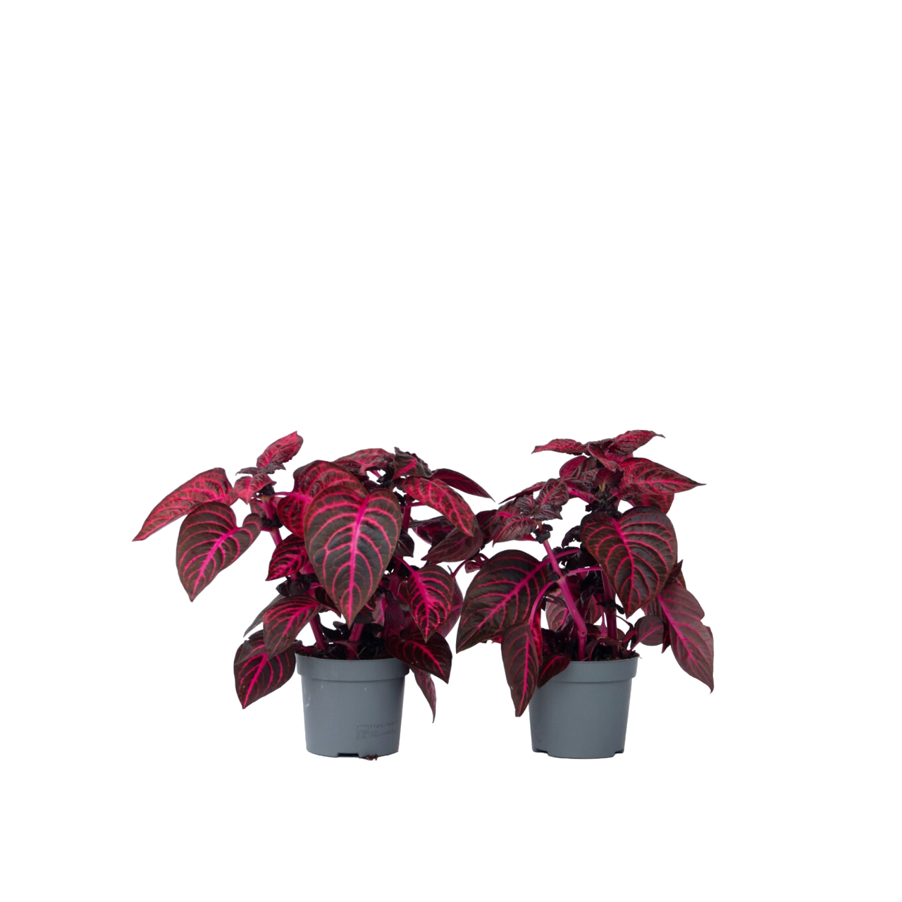 Verilehtikasvi - 2 kpl - Iresine herbstii - Korkeus 20-30 cm - ⌀13 cm