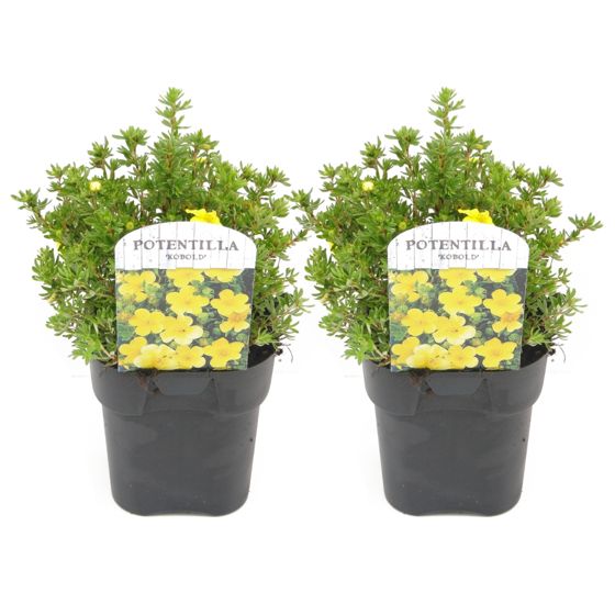 Piharatamo - 2 kpl - Potentilla fruticosa 'Kobold' - Korkeus 20-30 cm - ⌀17 cm