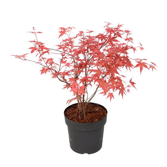 Japanin vaahtera - Acer palmatum 'Beni Maiko' - Korkeus 60-70cm - ⌀19cm