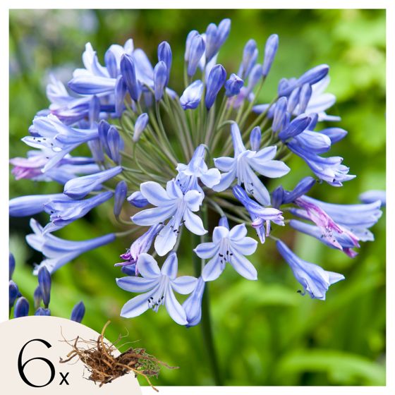Afrikanlilja - 6 kpl - Agapanthus africanus - Paakkutaimet - Sininen