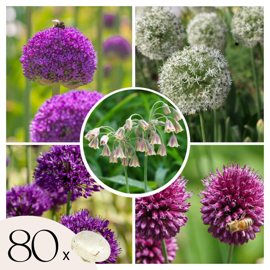 Koristeiljakka - 80 kpl - Allium - Kukkasipulit