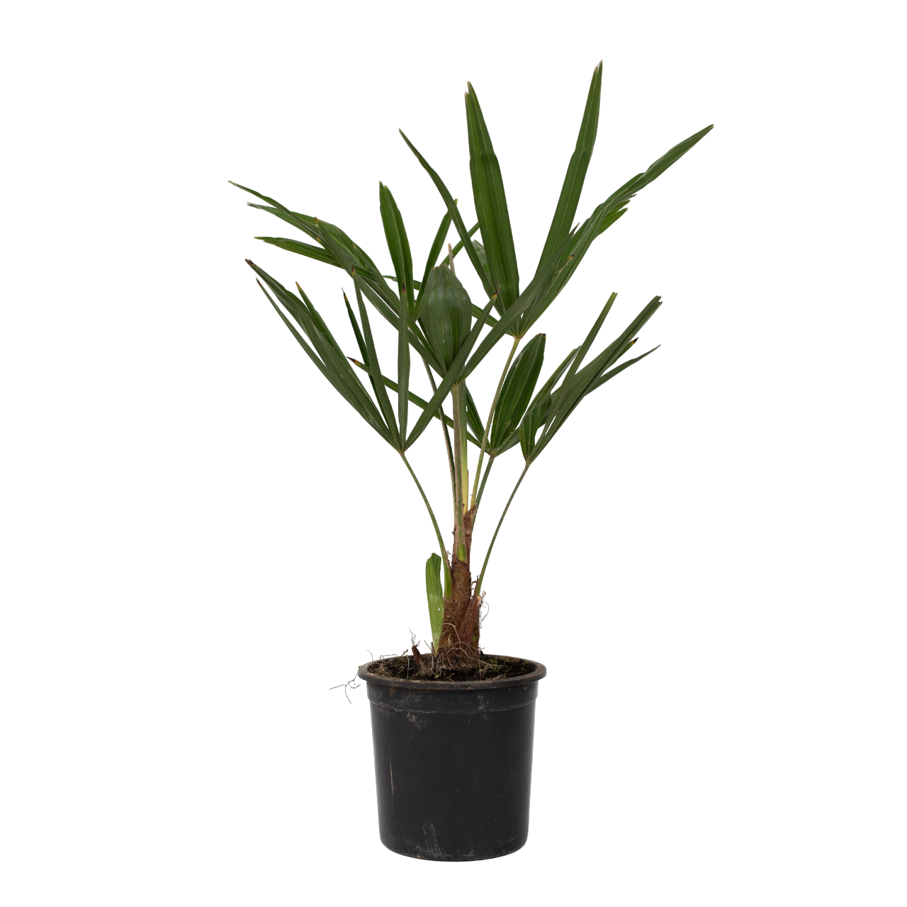 Kiinan tuulipuu - 4 kpl - Trachycarpus fortunei - Korkeus 35-45cm - ⌀15cm
