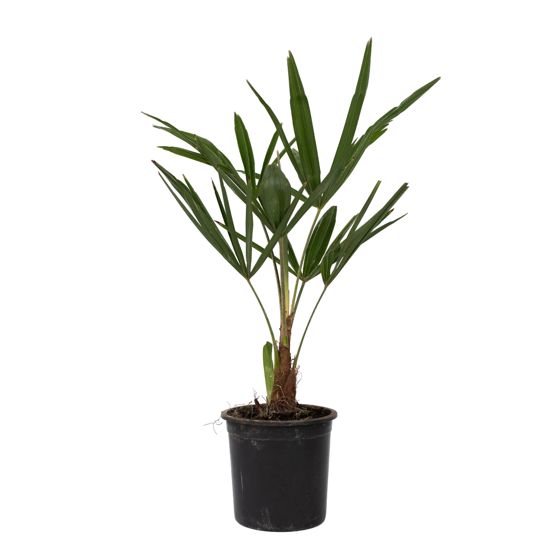 Kiinan tuulipuu - 4 kpl - Trachycarpus fortunei - Korkeus 35-45cm - ⌀15cm