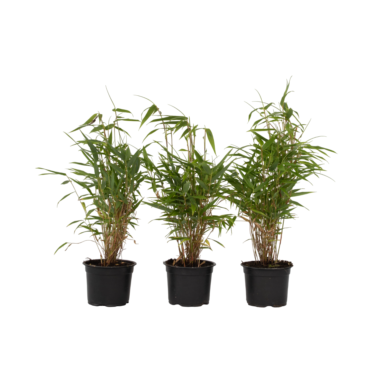 Lohikäärmekaisla - 3 kpl - Fargesia rufa - Korkeus 25-40cm - ⌀13cm