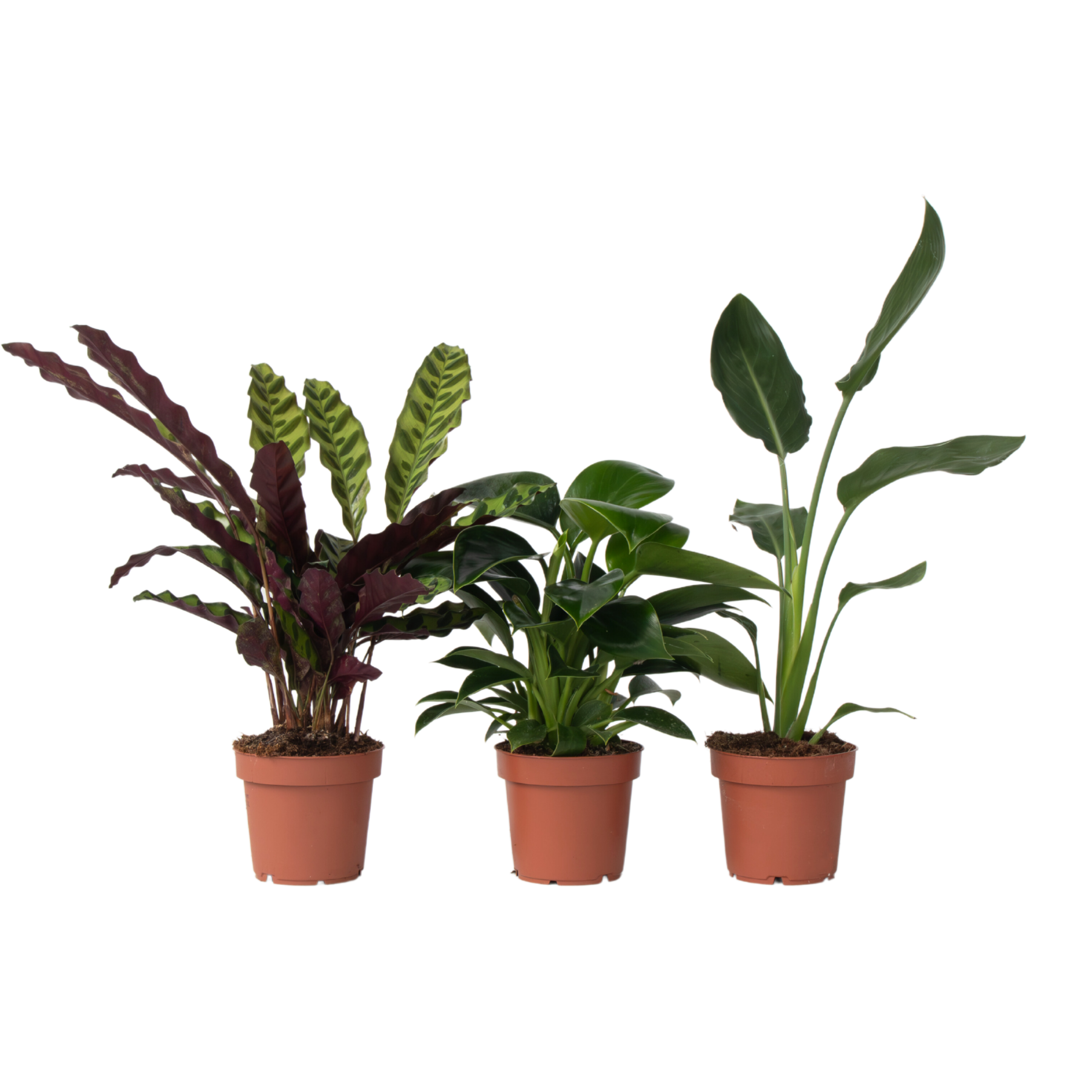 Vihreä sisäsekoitus - 3 kpl - Huonekasvit - Korkeus 25-40 cm - ⌀12 cm
