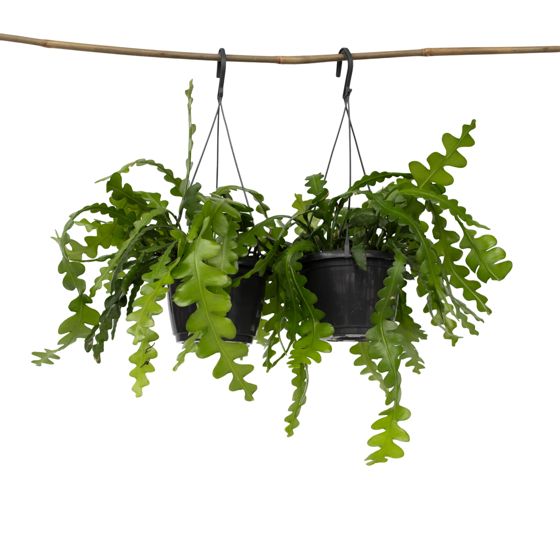 Orkideakaktus - 2 kpl - Epiphyllum 'Anguliger' - Korkeus 30-40 cm - ⌀15 cm