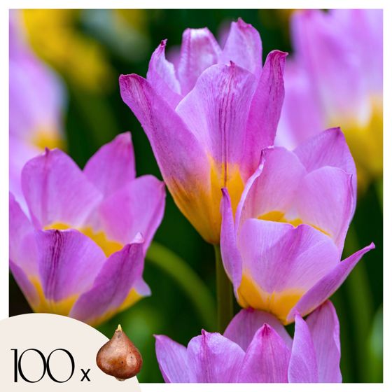 Tulppaaninsipulit - 100 kpl - Tulipa bakeri 'Lilac Wonder' - Kukkasipulit