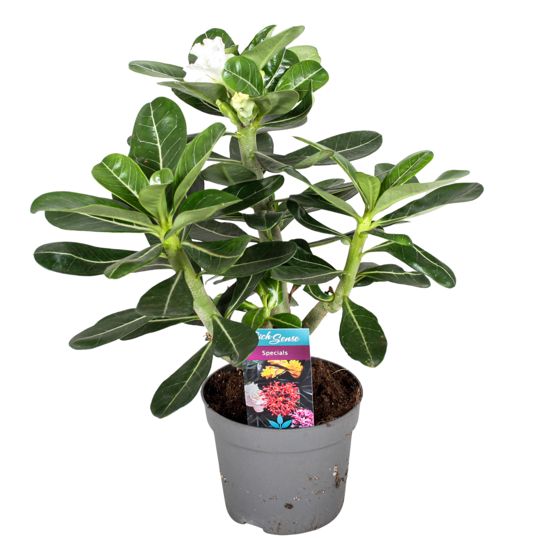 Aavikkoruusu - Adenium obesum - Korkeus 30-40cm - ⌀13cm