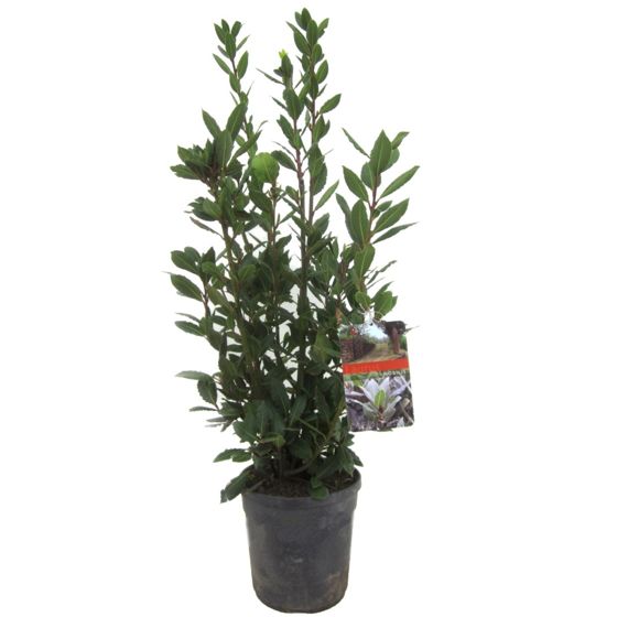 Laakeripuu - Laurus nobilis - Korkeus 90-100cm - ⌀21cm