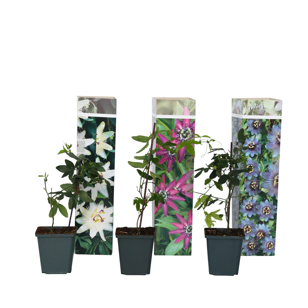 Kärsimyskukka - 3 kpl - Passiflora hybridum - Korkeus 25–40cm - ⌀9cm