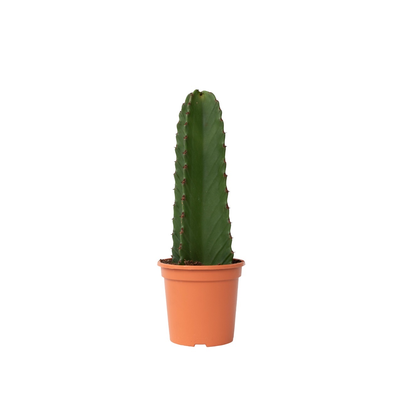 Kandelabri-kaktus - Euphorbia ingens - Korkeus 40-50 cm - ⌀18 cm