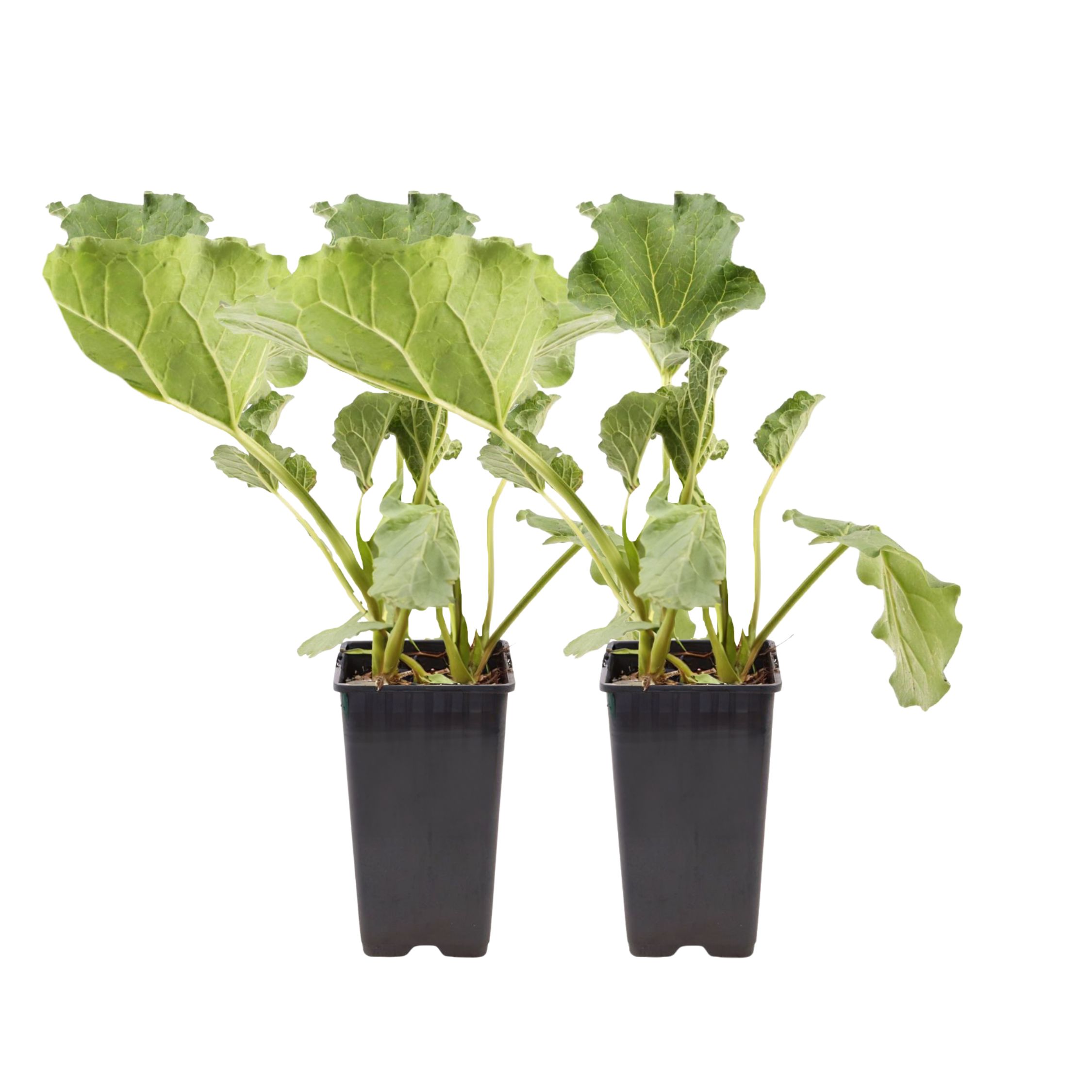 Raparperi - Setti 2 - Rheum rhabarbarum - Korkeus 50-60cm - ø15cm