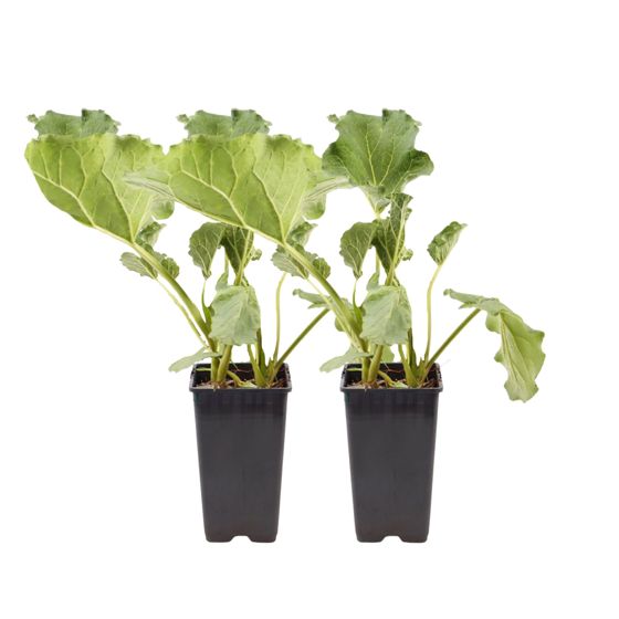 Raparperi - Setti 2 - Rheum rhabarbarum - Korkeus 50-60cm - ø15cm