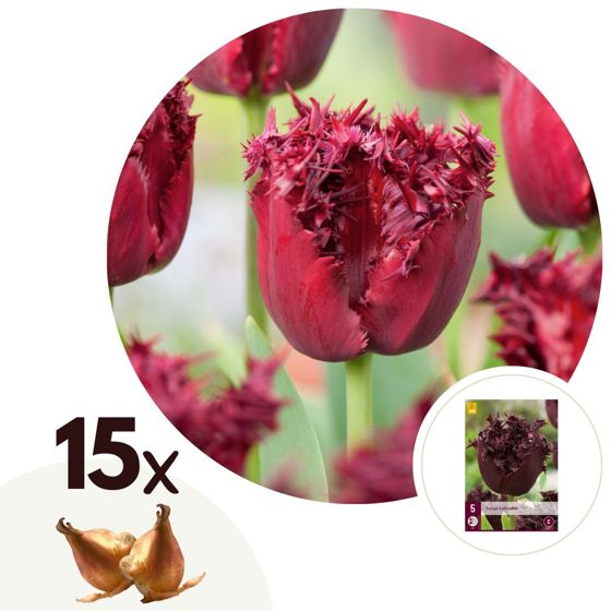 Tulppaaninsipulit - 15 kpl - Tulipa 'Labrador' - Kukkasipulit - Purppura