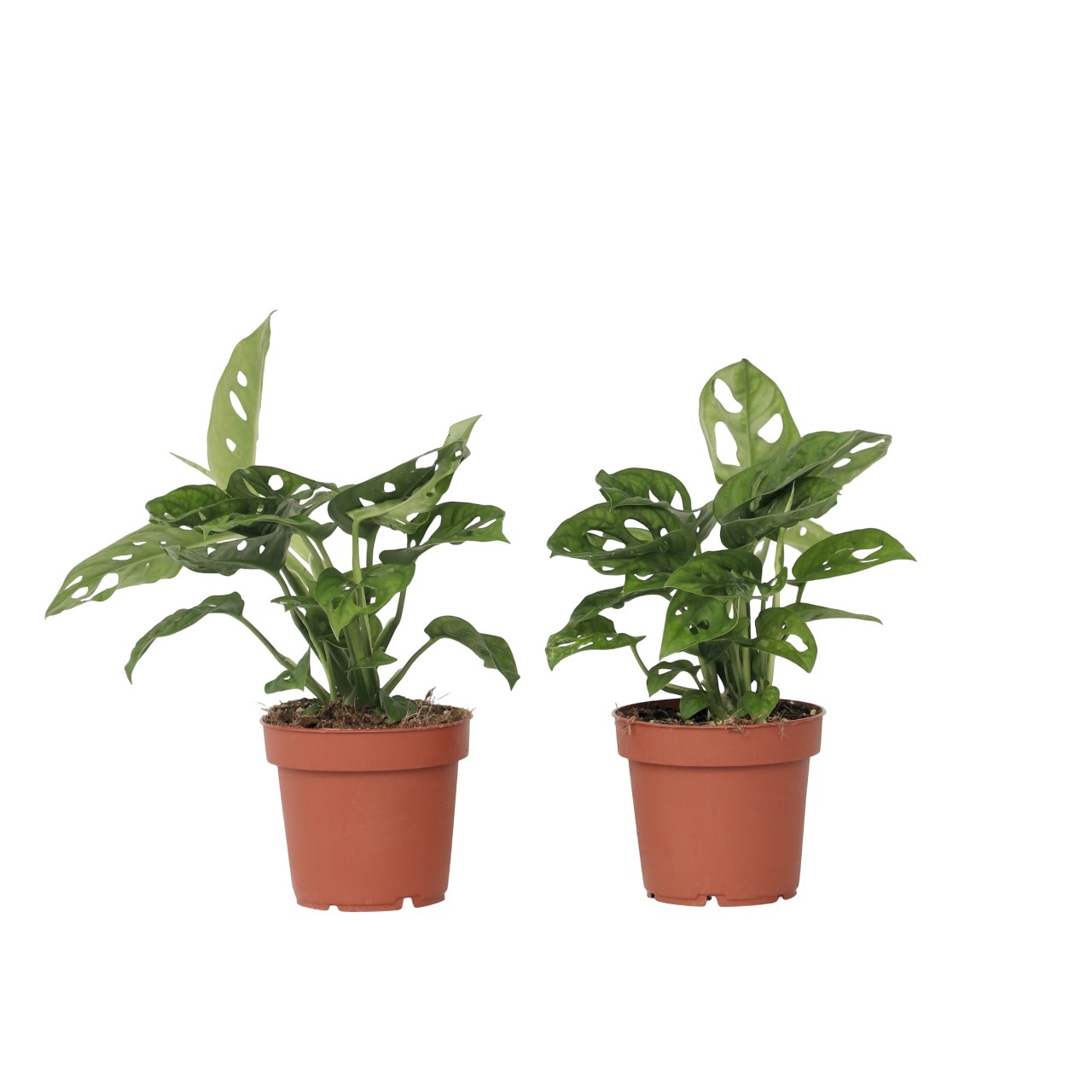 Mini juustomonstera - 2 kpl - Monstera 'Monkey Mask' - Korkeus 25-30 cm - ⌀12 cm