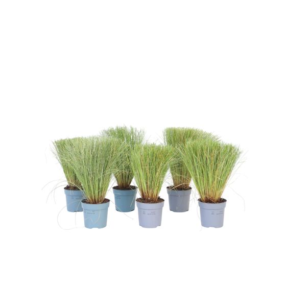 Sarakki - 6 kpl. - Carex 'Amazon Mist' - Korkeus 15-25cm - ⌀10,5cm