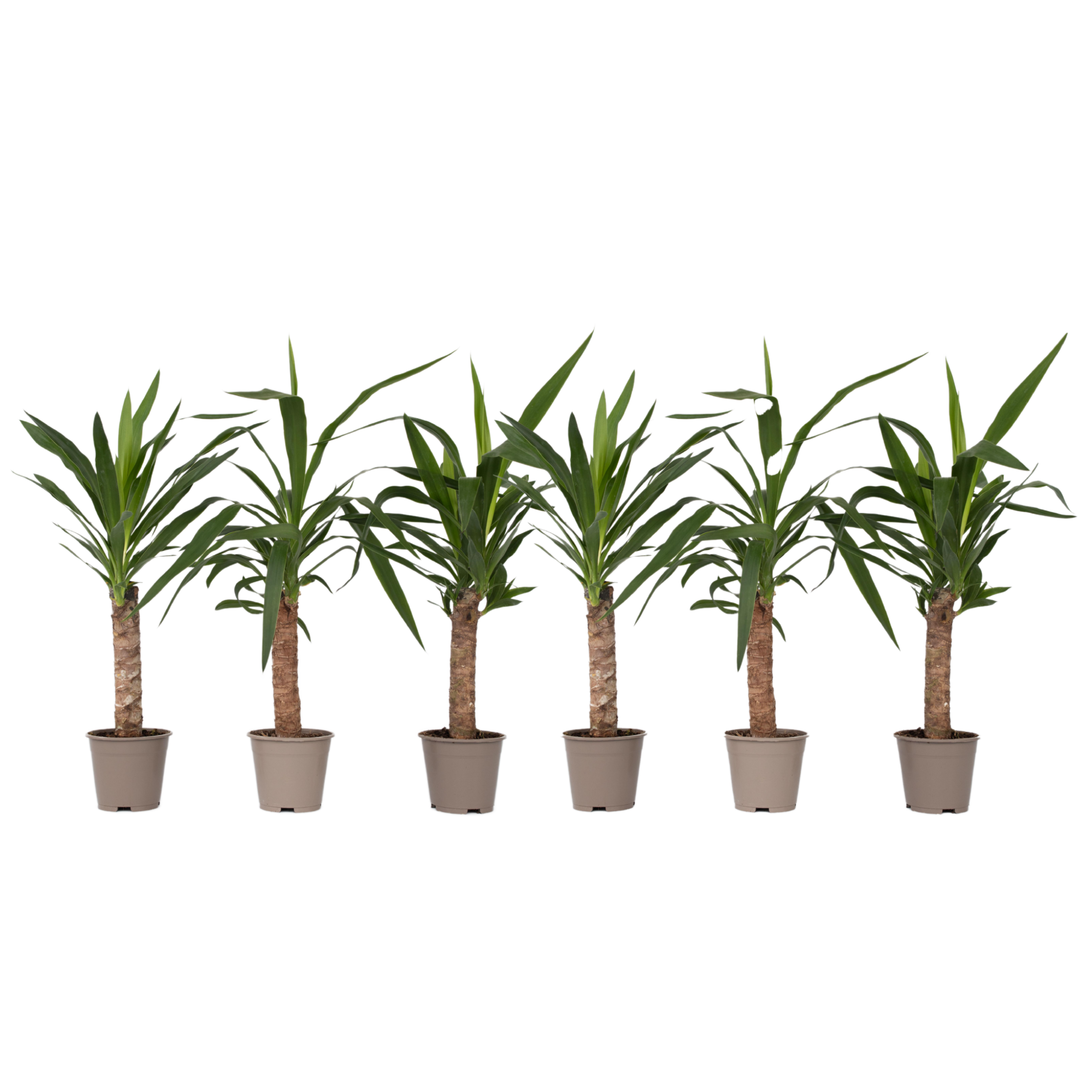 Jukkapalmu - 6 kpl - Yucca elephantipes - Korkeus 50-60cm - ⌀14cm