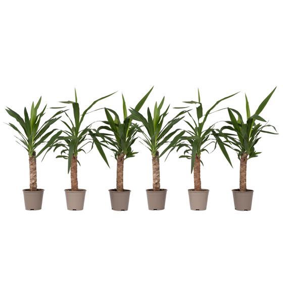 Jukkapalmu - 6 kpl - Yucca elephantipes - Korkeus 50-60cm - ⌀14cm