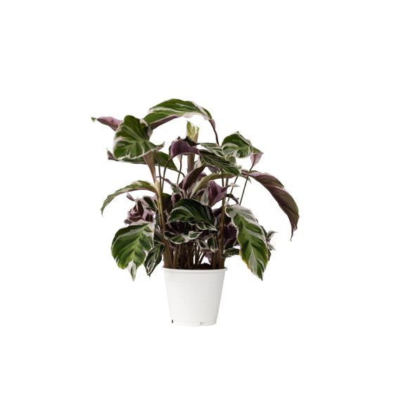 Rukouskasvi - Calathea lietzei 'White Fusion' - Korkeus 30–40cm - ⌀14cm