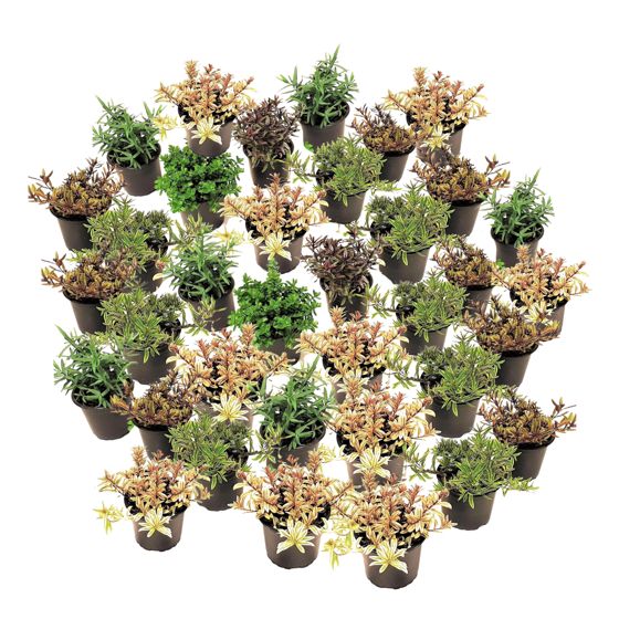 Ikuisvihreä pensas - 36 kpl - Hebe pinguifolia - Korkeus 15-20 cm - ⌀10,5 cm