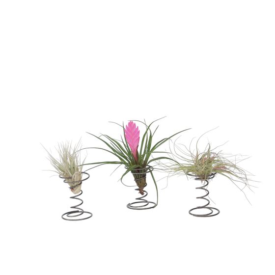 Ilmakasvi spiraalissa - 3 kpl - Tillandsia - Korkeus 5-15cm - ⌀5cm