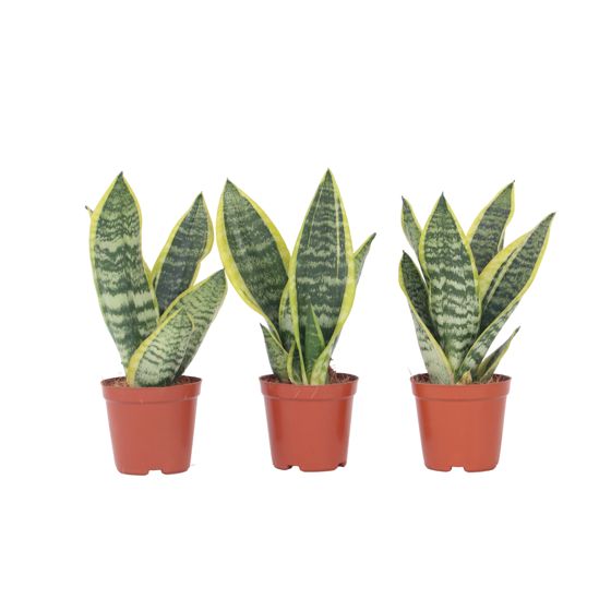 Makonkasvi - 3 kpl. - Sansevieria 'Futura Superba' - Korkeus 35-40cm - ⌀12cm