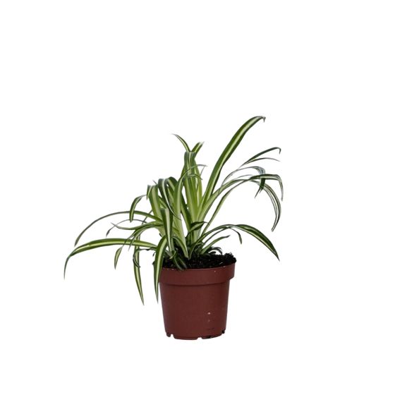 Hämähäkkikasvi - Chlorophytum comosum 'Atlantic' - Korkeus 25-40cm - ⌀12cm