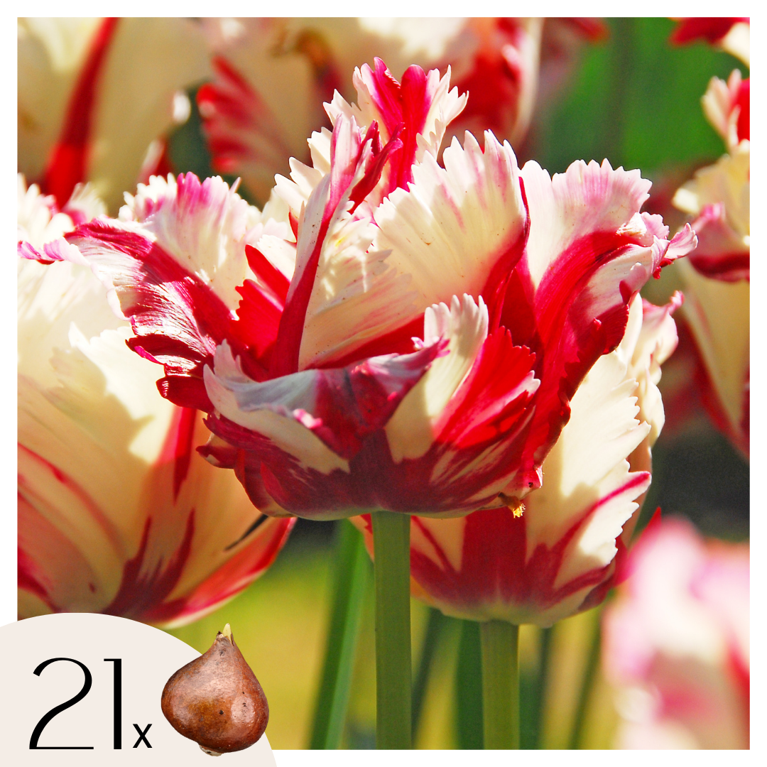 Tulppaaninsipulit - 21 kpl - Tulipa 'Estella Rijnveld' - Kukkasipulit - Punainen