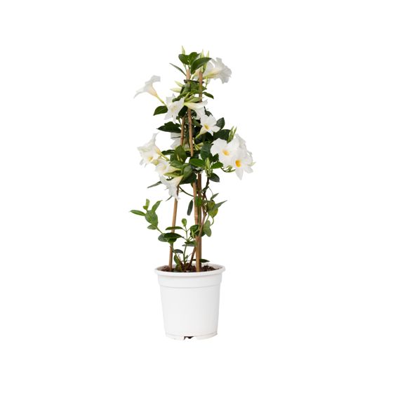 Kivikello - Mandeville 'Rio White' - Korkeus 60-70cm - ⌀17cm