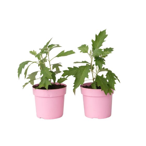 Hortensia - 2 kpl - Hydrangea 'Ice Crystal' - Korkeus 25-40cm - ⌀19cm