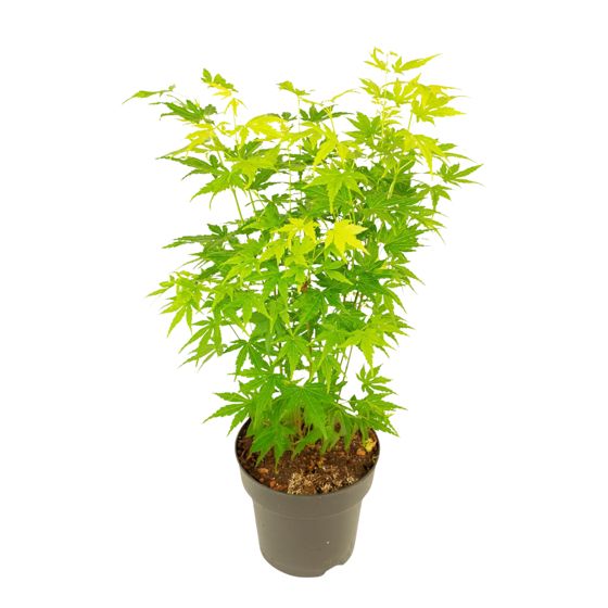 Japanin vaahtera - Acer palmatum 'Going Green' - Korkeus 35-55cm - ⌀15cm