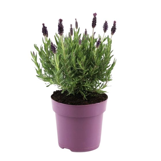 Laventelipensas - Lavandula stoechas 'Anouk' - Korkeus 25-35cm - ⌀15cm