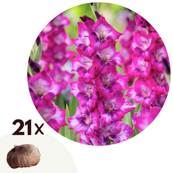 Miekkalilja - 21 kpl - Gladiolus 'Glamini Kim' - Kukkasipulit - Vaaleanpunainen