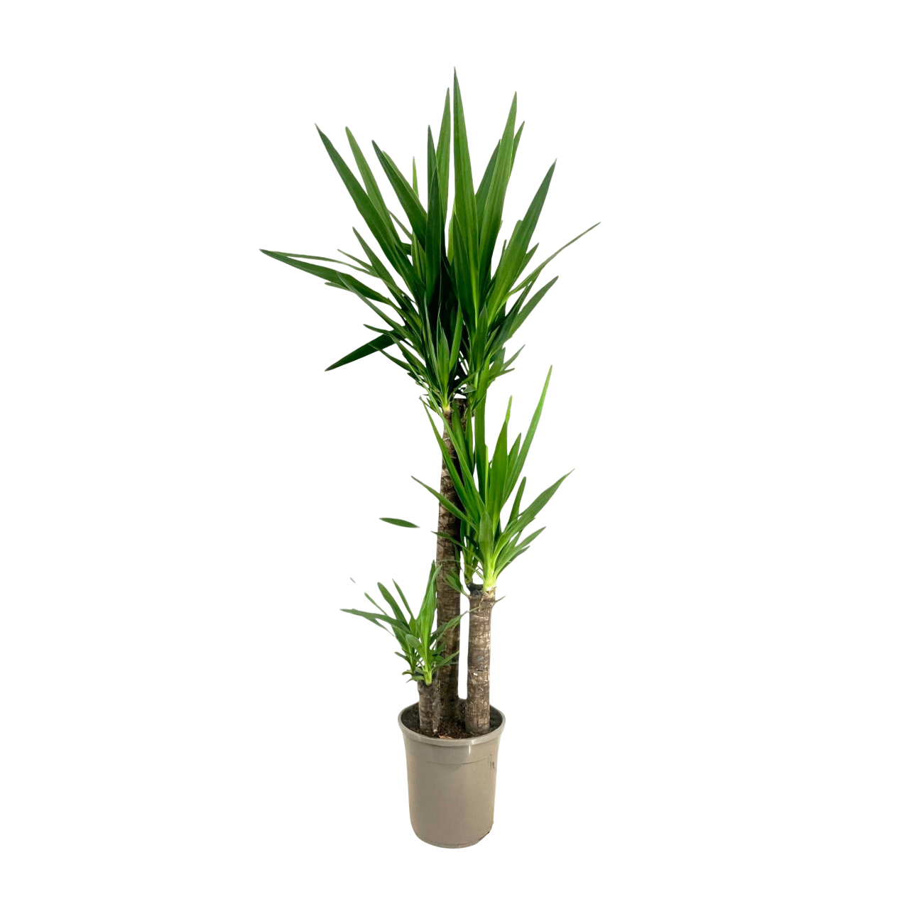Jukkapalmu - Yucca elephantipes - Korkeus 130-140cm - ⌀24cm