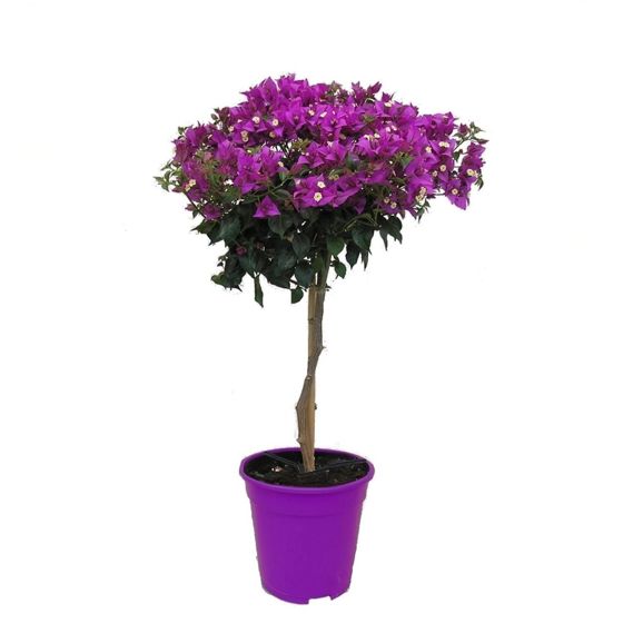Paperikukka - Bougainvillea 'Alexandra' - Korkeus 50–60cm - ⌀17cm