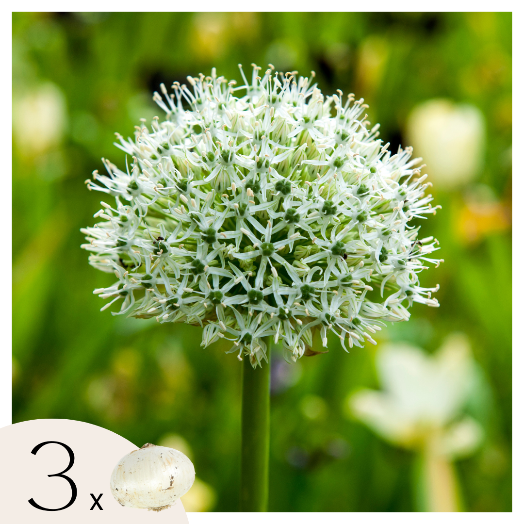 Koristeiljakka - 3 kpl - Allium 'Mount Everest' - Kukkasipulit - Valkoinen