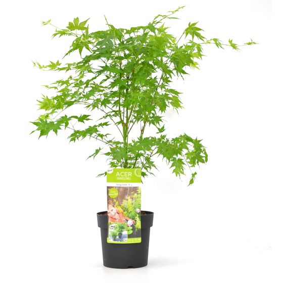 Japanin vaahtera - Acer palmatum 'Going Green' - Korkeus 50-60cm - ⌀19cm