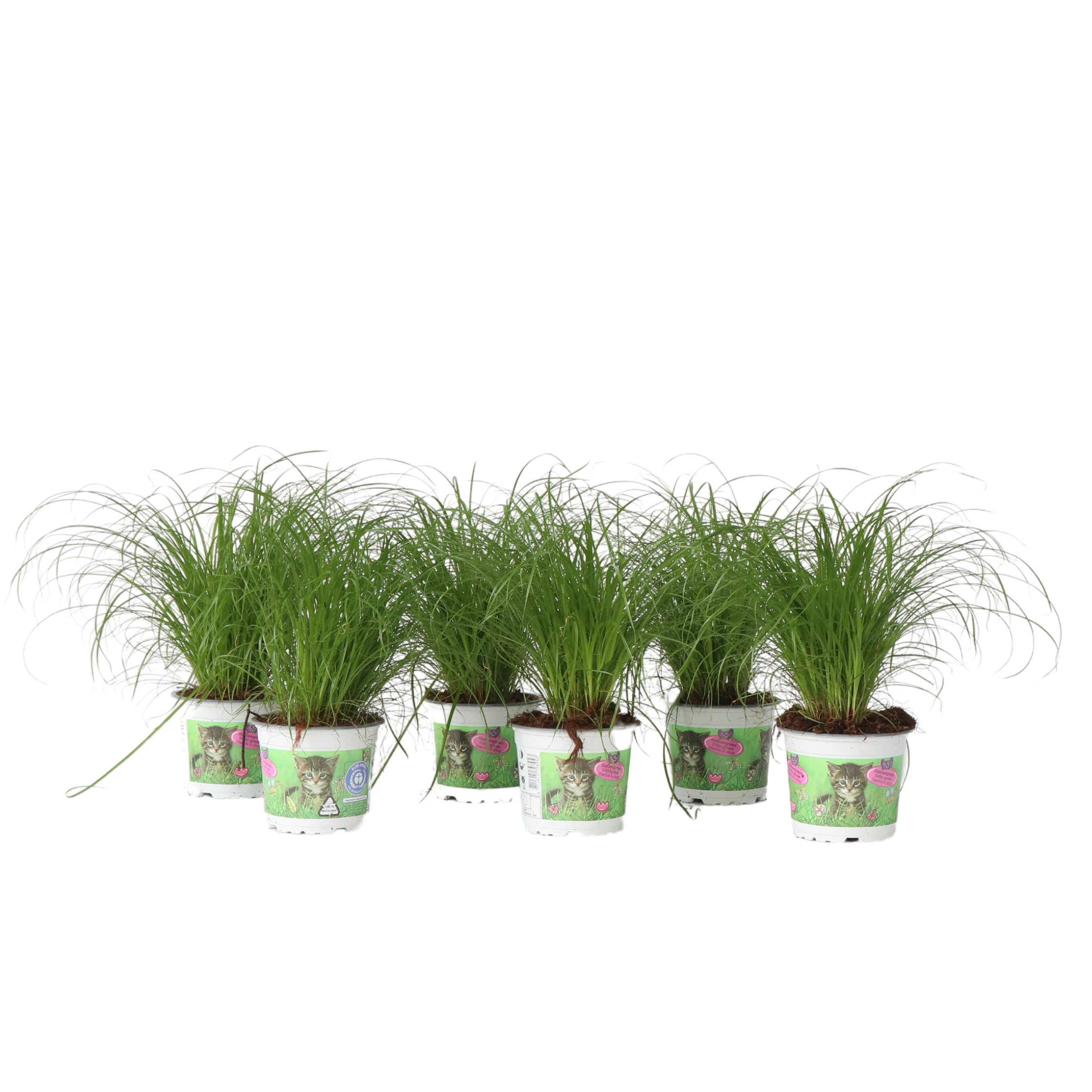 Kissanheinä - 6 kpl - Cyperus zumula - Korkeus 30-40 cm - ⌀12 cm