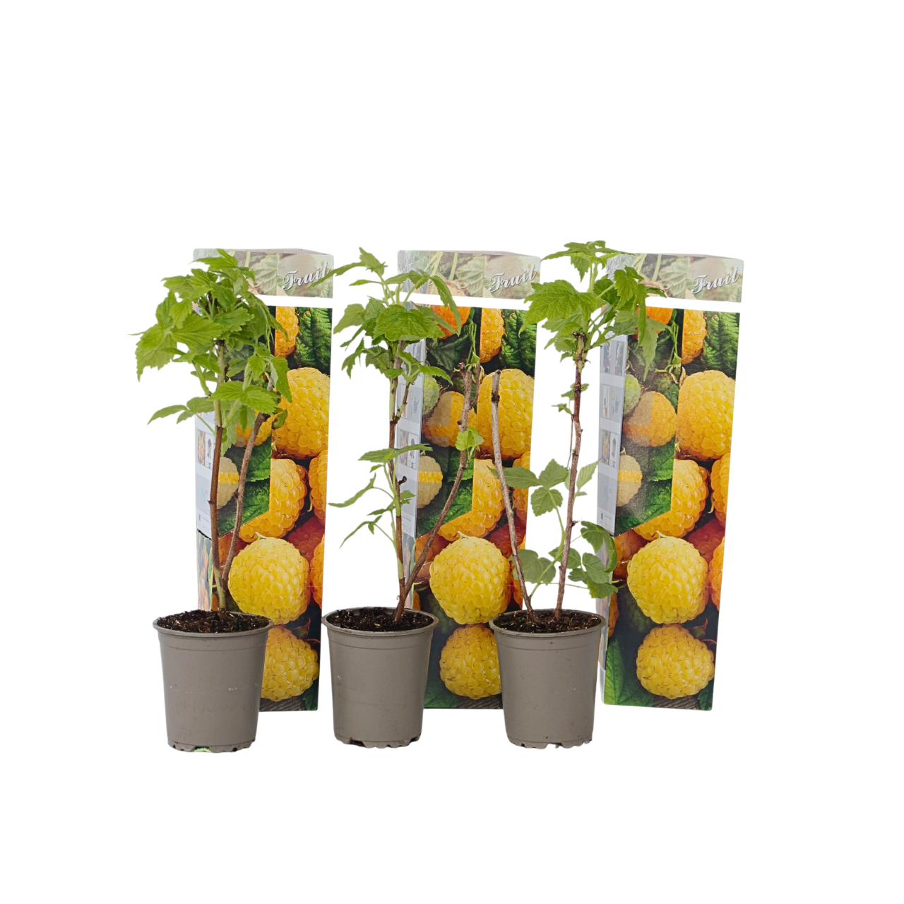 Villivadelma - 3 kpl - Rubus idaeus 'Fallgold' - Korkeus 25-40cm - ⌀9cm
