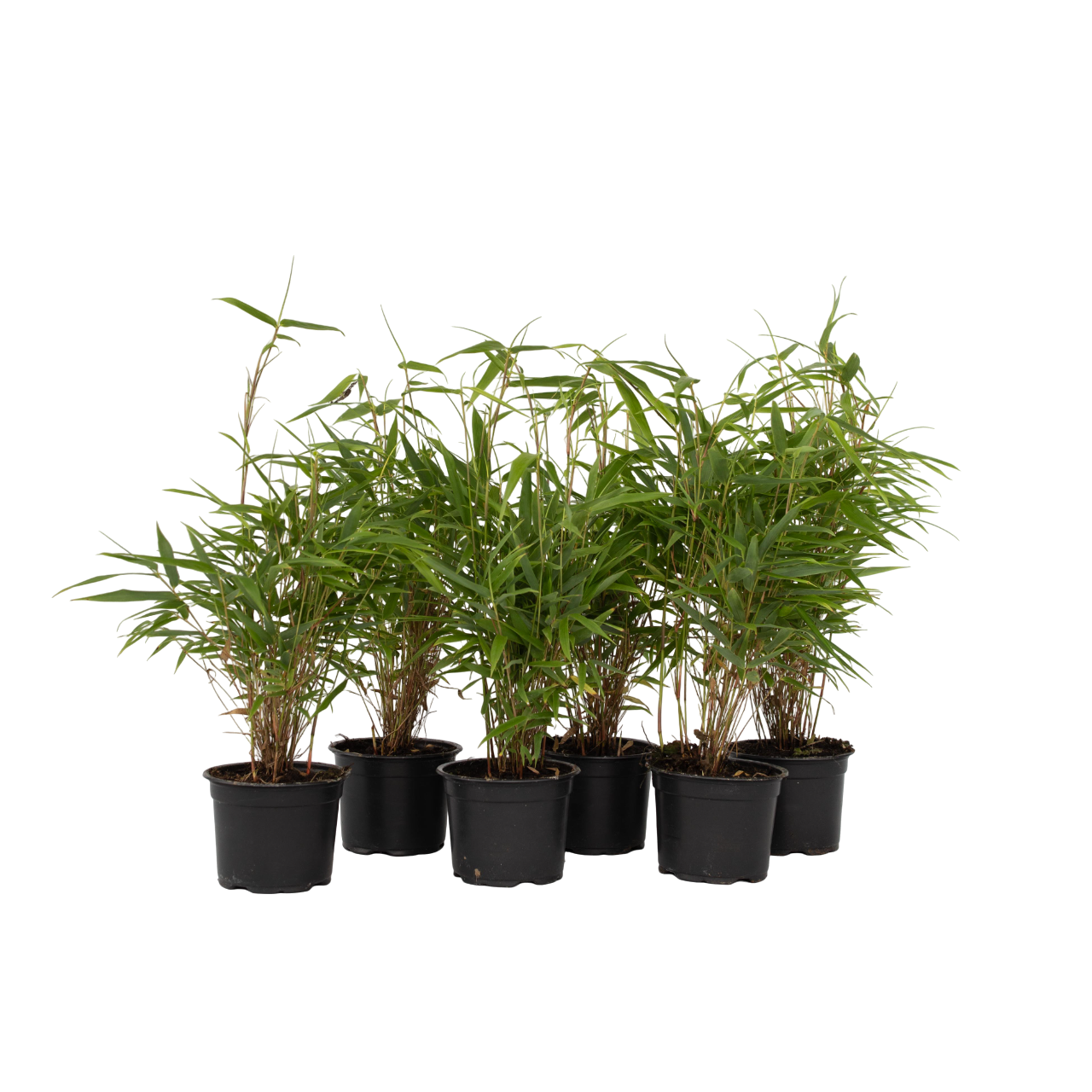 Lohikäärmekaisla - 6 kpl - Fargesia rufa - Korkeus 25-40cm - ⌀13cm