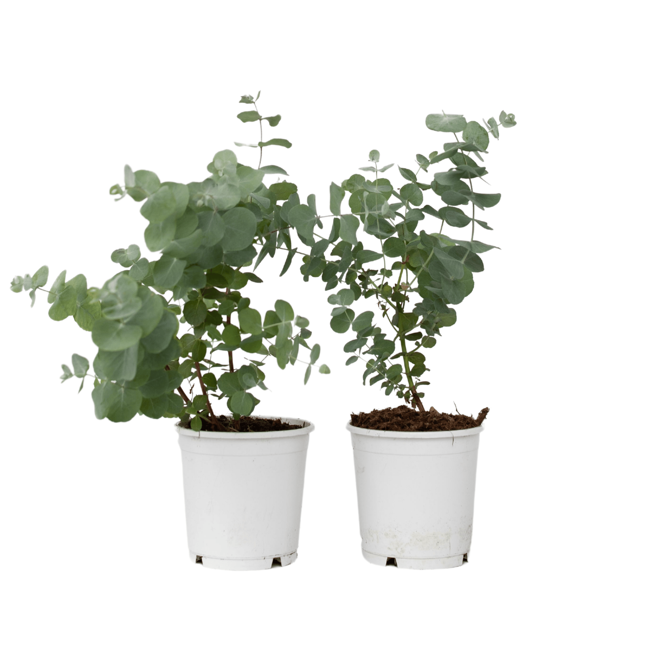 Eukalyptus - 2 kpl - Eucalyptus 'Pulverulenta' - Korkeus 25-40cm - ⌀13cm