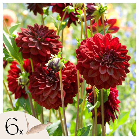 Daalian juurakot - 6 kpl - Dahlia 'Arabian Night' - Kukkasipulit - Punainen