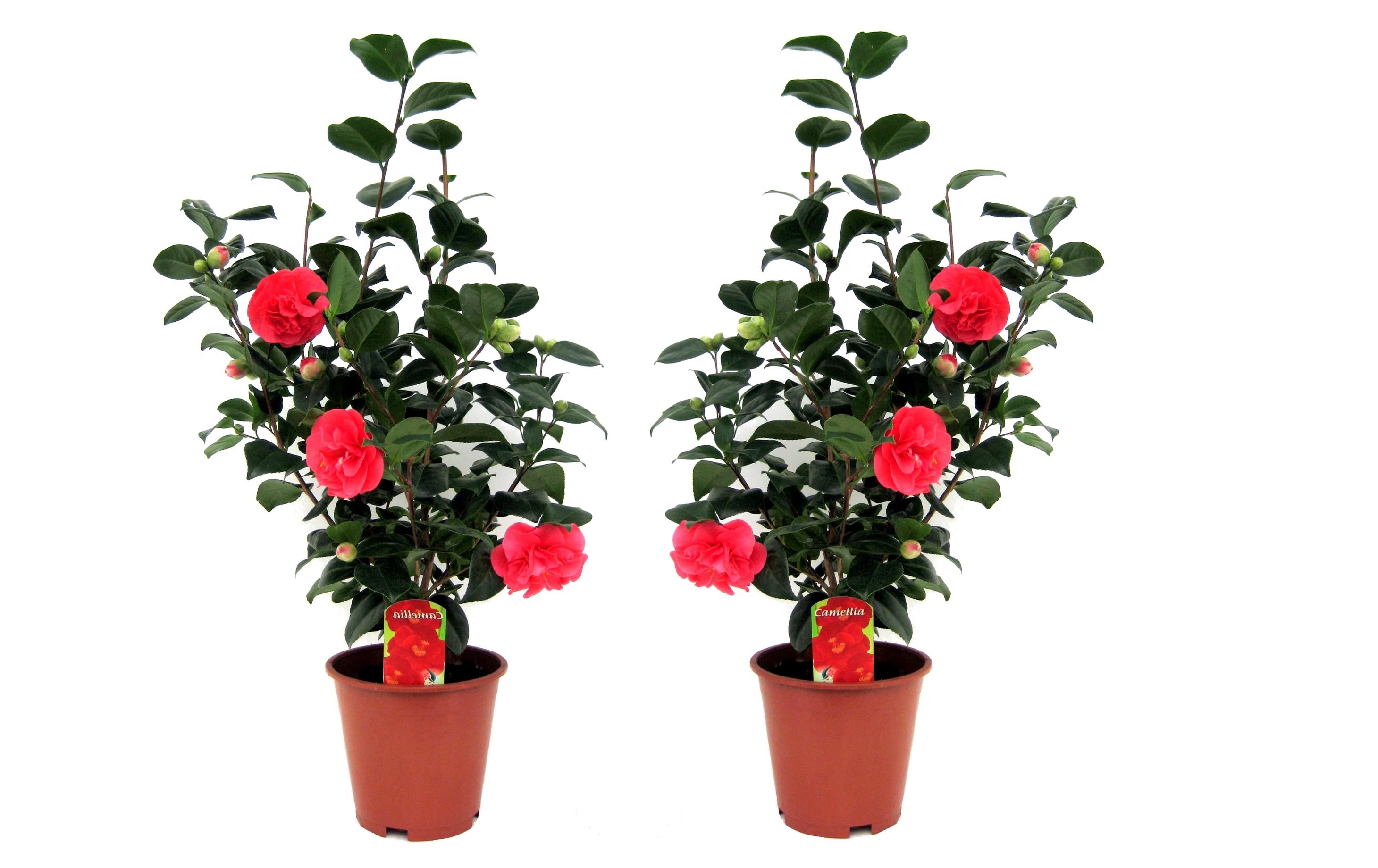 Japanin kamelia - 2 kpl. - Camellia 'Lady Campbell' - Korkeus 60-70cm - ⌀19cm